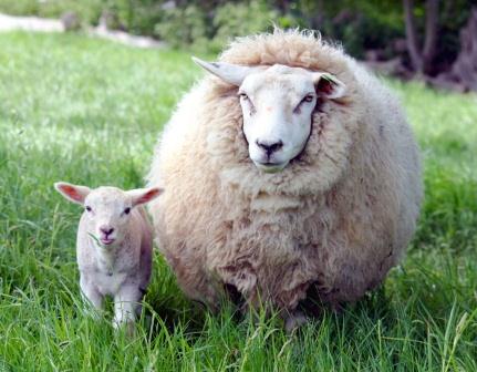 Купить подушки из овечьей шерсти в Рязани