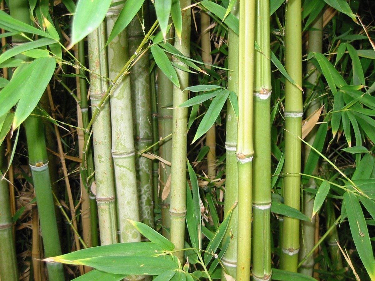 Бамбук садовый широколистный